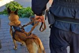 Policyjny pies Lidia i narkotyki