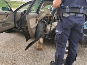 policyjny pies tropiący w samochodzie