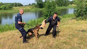 Umundurowany policjant trzyma na smyczy psa służbowego, który atakuje policjanta ubranego w specjalny strój do szkolenia agresji.