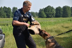 Umundurowany policjant w specjalnym stroju do szkolenia, na ręku ma założony rękaw do gryzienia, który gryzie pies.