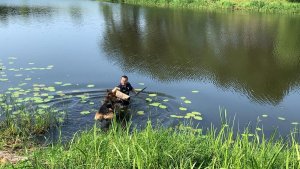 Policjant stojący w rzece i skaczący do niego pies