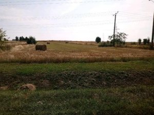 Pole ze skoszoną trawą