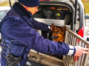 Policjant zamyka w klatce radiowozu psa służbowego.