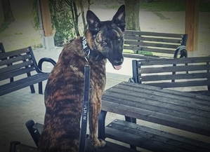 Policyjny pies PAKIET stojący na drewnianych ławkach