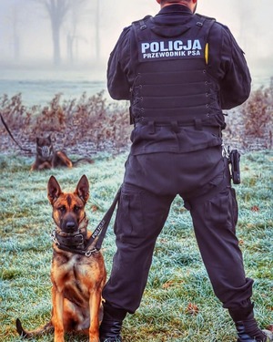 Policjant odwrócony tyłem z napisem na plecach przewodnik psa i siedzący obok pies rasy owczarek belgijski.