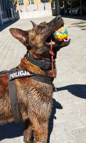 Policyjny pies Pakiet trzyma w zębach piłkę