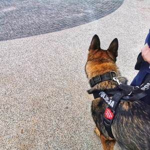 Policyjny pies z sercem WOŚP na obroży